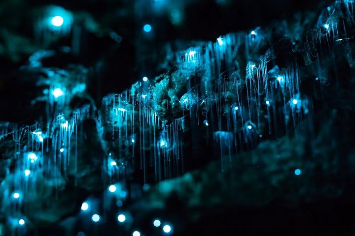 Discover One of Australia’s Most Stunning Glow Worm Colonies at Lorne