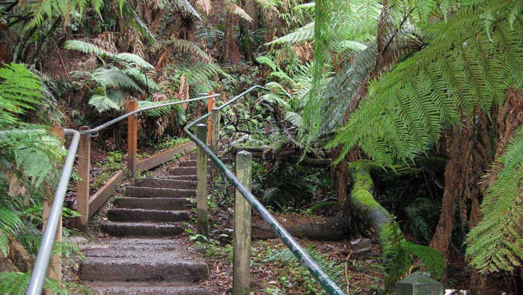 1000 Steps Walk Dandenong Ranges - Kookro