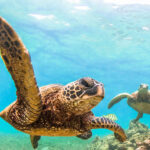 Top Places to Go Snorkelling on the Gold Coast