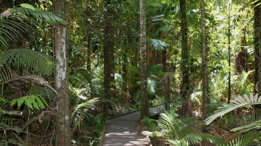 What to do in Cairns Botanic Gardens: Complete Guide