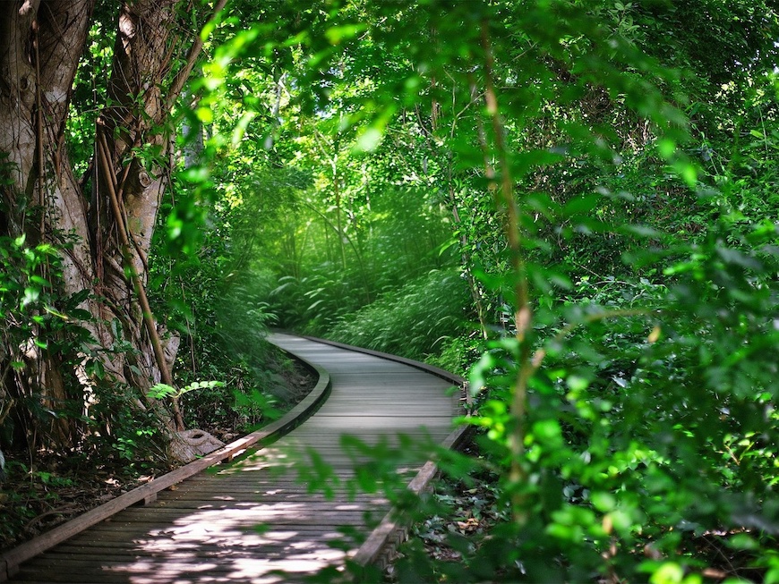 Discover Green Island's Rainforest, Cairns, Queensland_AI Replace